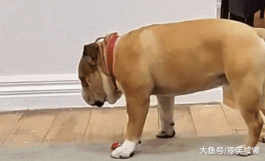 困成狗