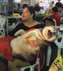 这狗子是废了吧！
