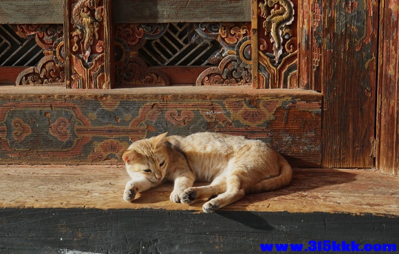 寺庙中猫咪她感觉生活幸福吗.jpg