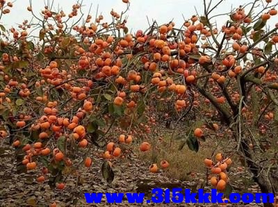 t01f4253956662accec (1).jpg